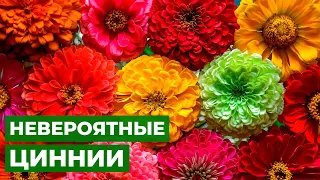 ЦВЕТОЧНЫЙ КОВЕР КАК В СКАЗКЕ | Лучшие сорта цинний в одном видео!