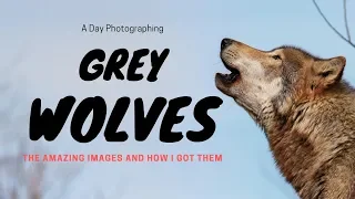 Grey Wolf Wildlife Photography with Nikon D500:  Grey Wolves & How I Captured These Images