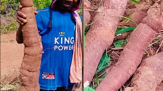 How to Grow and Harvest Cassava in Less than 5 months! | Modern Technology #charlesfarmingproject