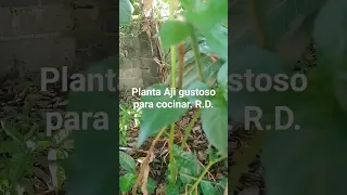 Planta Aji gustoso para cocinar. R.D. #arboles #arbolesfrutales #plantas #viral