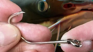 Catfish fishing: the SNELL knot is easy to make and effective for capturing beautiful specimens