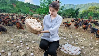 Harvest Chicken Eggs Goes to market sell | Cara Harvest