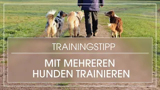Training mit mehreren Hunden | Hund lernt warten, wenn mit anderem Hund trainiert wird