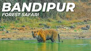 Bandipur Tiger Reserve Safari | Bandipur Safari Lodge by JLR