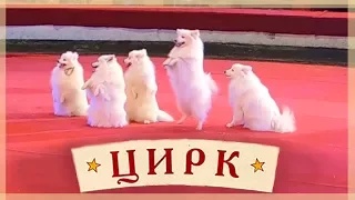 Цирк, номер с собаками. The circus room with the dogs.