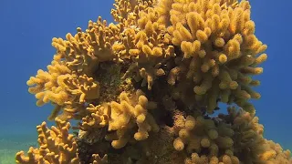 Can coral species in Jordan save other reefs from global warming?