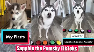 Sapphie the Pomsky New TikTok Videos - Best of Sapphie the Pomsky Videos Compilation