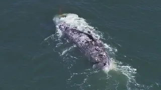 Cause of dead whale in Alameda revealed