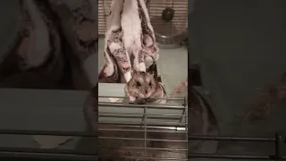 Джунгарик Липа в гамаке Hamster Lupa in hammock