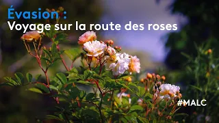 Evasion : Voyage sur la route des roses