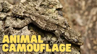 Animal Camouflage | Learn How Animals Can Blend In With Their Environments