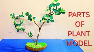 Parts of plants model for science exhibition | Parts of plant school project | Lemon tree making