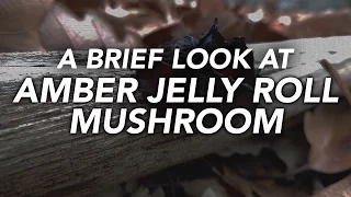 A Brief Look At The Amber Jelly Roll Mushroom (Exidia recisa)