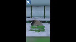 Giant panda playing in snow in Heilongjiang, China