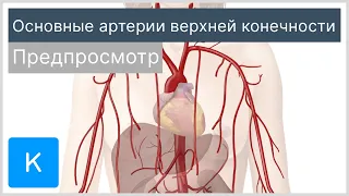 Основные артерии верхней конечности (предпросмотр) - Анатомия человека | Kenhub