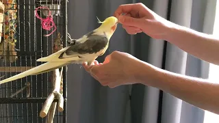 How To Train A Cockatiel (Step Up Reps)