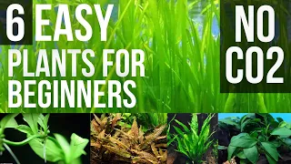 Aquarium Beginner Plant | Aquarium Beginner Plants Without CO2 | No Co2 Aquarium Plant