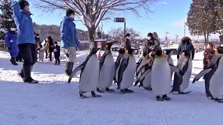 旭山動物園「冬のペンギン初散歩スタート」🐧🐧🐧