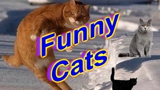 Funny Cats 3, Смешные коты 3