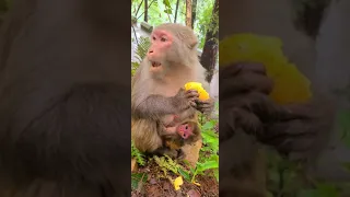 Mother monkey holding newborn baby #monkey #shorts