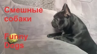 Смешные видео про собак 2018. Funny dogs. Funny Pet Videos. Приколы собаки..