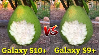 Samsung Galaxy S10 Plus VS Samsung Galaxy S9 Plus Camera Comparison Which is Better Camera,