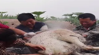 Massive Ostrich Cooked In Kiln | Roasting an Ostrich WHOLE | Cooking Wild | 2023
