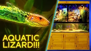 Aquatic Lizard — Giant $7,000 Paludarium