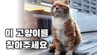 또다시 집을 떠나버린 대장고양이