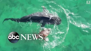 Turtle fights off tiger shark