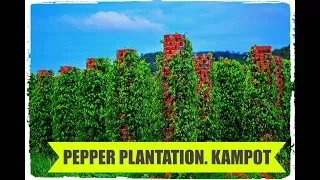 Kampot Travel Guide -  Kampot Pepper Plantations | Kampot Pepper Farms