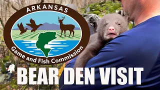 Bear Den Study & Arkansas Bear Success Story