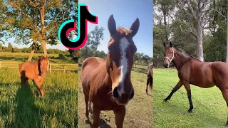 The Best HORSE TikTok Compilation 2022 #3