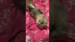 Naughty Persians won’t go to sleep #gatos #persiancat #catsofyoutube #catlovers #catshorts