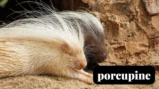 Porcupine facts and trivia