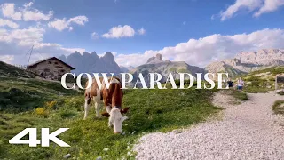 4K Dolomites - Cow Paradise / Ambience nature sounds