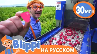 Песня Про Малину | Обучающие песни для детей | Blippi Russian