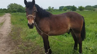 ЦЫГАНСКИЕ ЛОШАДИ🐎ЖЕРЕБЧИК АЛДАН 1 ГОД💪💥