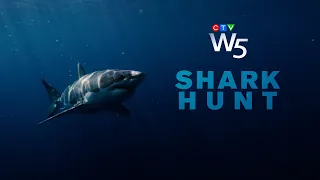 W5: Tracking Atlantic Canada's great white sharks