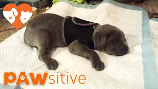 Breeder Was Going To Throw Out "Defective" Mastiff Puppy Until This Happens | PAWsitive 🧡