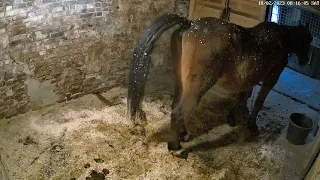 Horse taking a farty shit funny