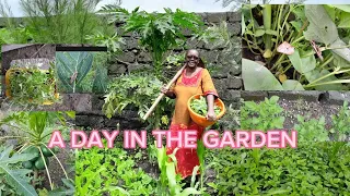 Spending A Day In My Small Organic Food Garden /  Life In The Countryside #MDBC