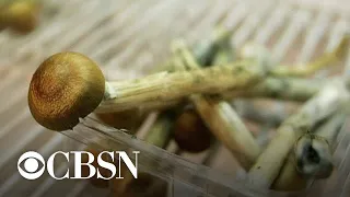 Denver voters approve decriminalizing "magic mushrooms"