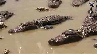 Who Would Win: ALLIGATOR VS CROCODILE?