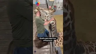 Giraffe gets help from chiropractor #shorts