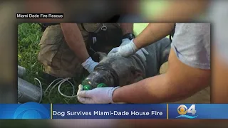 Fatal House Fire Kills Two Dogs In Miami-Dade