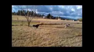 6 1/2 Month Old Landseer Newfoundland and Her BFF, a Labradoodle