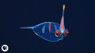 8 Incredible Deep Sea Oddities!