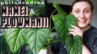 Philodendron Mamei & Plowmanii Care🪴 how to care for terrestrial philodendron