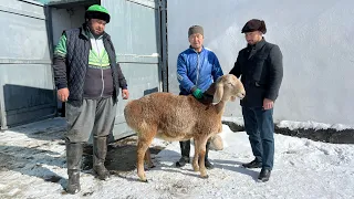 Супер жаңылык!! КАРИМ ажы кочкор сатып алды)) 👍🏻👍🏻 САНДАН САПАТКА